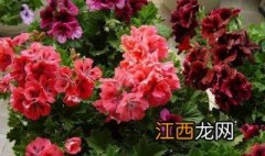 油烟机油浇花的正确方法如下 油烟机废油能浇什么花