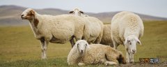 羊不反刍不吃草怎么办 羊不反刍的急救方法