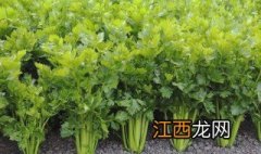 芹菜秋季种植方法视频 芹菜秋季种植方法