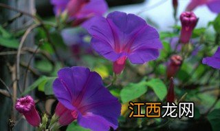 牵牛花可以在家里盆栽吗 牵牛花能在室内种吗