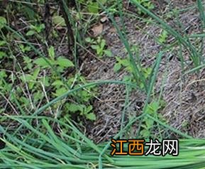 野葱的功效与作用 野葱的药用价值