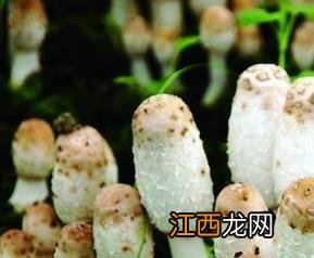 鸡腿菇怎么做好吃 鸡腿菇的做法教程