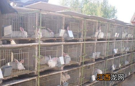 如何提高兔子的繁殖率