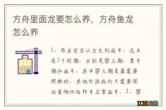 方舟里面龙要怎么养，方舟鱼龙怎么养