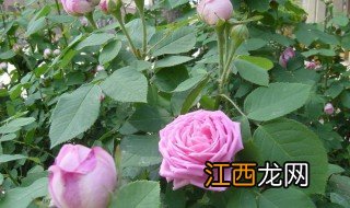 月季花的叶子像什么东西 月季花的叶子像什么