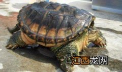 鳄龟和巴西龟能用泥水养吗视频 鳄龟和巴西龟能用泥水养吗?