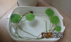 莲子米怎样发芽快 莲子米怎样发芽