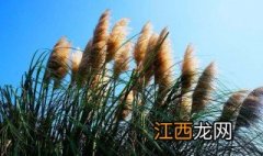 湿地有哪些植物可以生长的 湿地有哪些植物可以生长