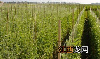 荷兰豆栽培技术与亩产量 荷兰豆栽培技术