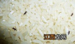 大米怎样保存不生虫子 大米怎样保存不生虫