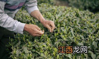 喝祛湿茶什么季节喝好一些 喝祛湿茶什么季节喝好