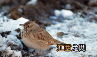 百灵鸟饲养方法