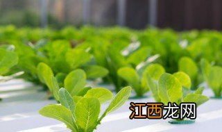 水培小白菜视频 水培小白菜产量