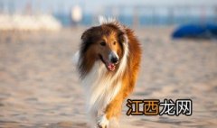 苏格兰牧羊犬长什么样子 苏格兰牧羊犬长什么样?