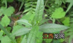 猪牙草的功效与作用图片 猪牙草的功效与作用