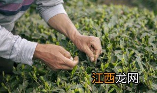 新鲜的茶叶怎么做菜 新鲜的茶叶怎么做菜好