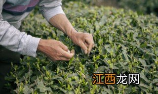 发酵后的茶叶能放多久不坏，茶叶发酵时间过长会怎样