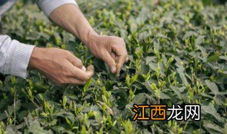 新鲜茶叶怎么制作，新鲜茶叶怎么制作精华