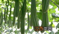 有棱丝瓜种植方法吗 有棱丝瓜种植方法