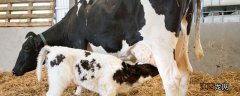 拉骨架饲料适合几个月牛犊 牛犊开口料的饲喂方法