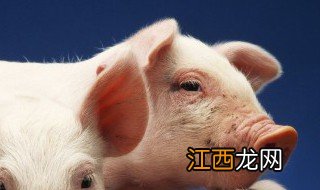 新鲜猪蹄筋怎么泡发 新鲜猪筋的正确泡水方法