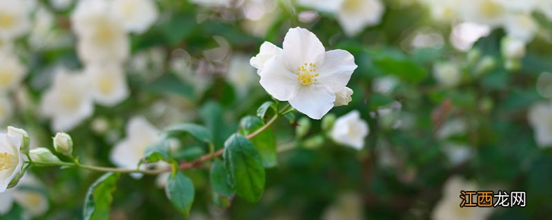 茉莉花的特点 茉莉花的特点和外形、颜色