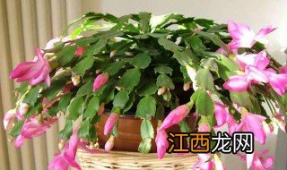 蟹爪兰移植方法与图片 蟹爪兰移植方法