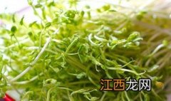 荷兰豆苗怎么做好吃又简单 荷兰豆苗怎么做好吃