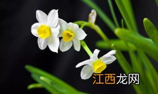 水仙花的资料 关于水仙花的简介