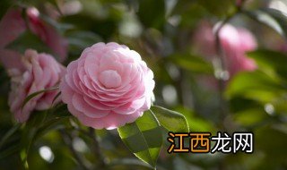 花的资料 花的相关知识