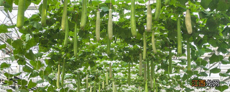 夏天能种什么菜 夏天能种什么菜蔬菜