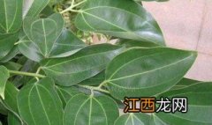 平安树栽培方法和注意事项 平安树栽培方法