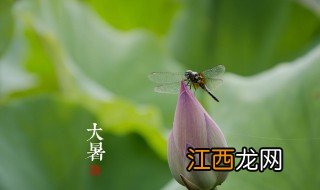 大暑节气的风俗食物 大暑节气的风俗食物有哪些呢