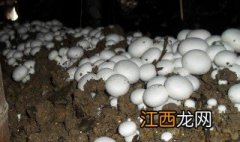 大棚食用菌种植方法视频 大棚食用菌种植方法