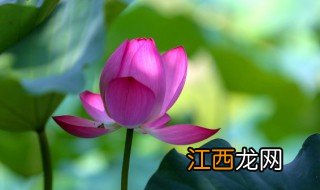 夏至的由来 关于夏至的由来介绍