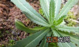 青青菜有什么药用价值 青青菜的药用价值