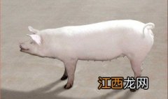 什么是克隆猪 什么叫克隆猪