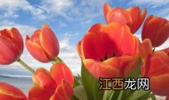 收到的玫瑰花束怎么养 鲜花保养方法