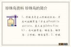 珍珠鸟资料 珍珠鸟的简介