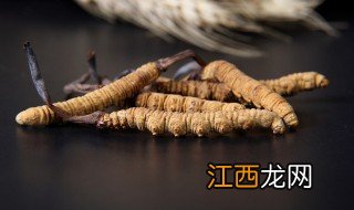 新鲜虫草可以直接泡水喝吗? 新鲜虫草泡水喝正确方法