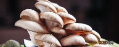 适宜秋冬季接种的平菇类型 适宜秋冬季接种的平菇类型芭芭农场
