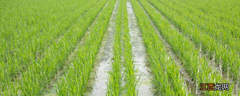 哪种元素对水稻有作用 哪种元素对水稻有作用硅和钠