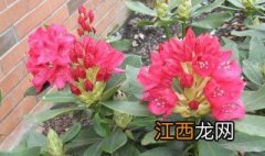 刚买回杜鹃花黑叶掉叶怎样处理