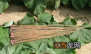 新鲜牛蒡泡水喝的正确方法 新鲜牛蒡泡水喝的正确方法视频