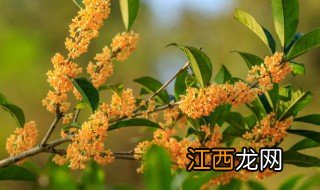 桂花怎么储存 如何保存桂花