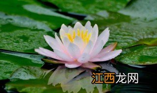 莲花的资料 莲花简介