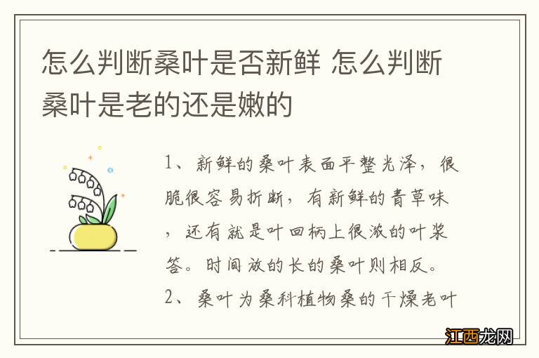 怎么判断桑叶是否新鲜 怎么判断桑叶是老的还是嫩的