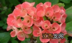 麒麟花适合家里养吗风水好吗 麒麟花适合家里养吗