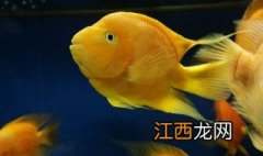 鹦鹉鱼缩鳍是怎么回事啊 鹦鹉鱼缩鳍是怎么回事