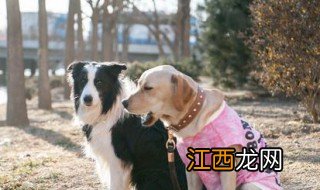 神犬小七三季大结局 大结局剧情如下